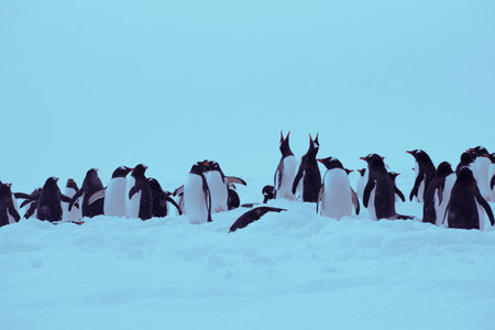 Gentoo penguins (Pygoscelis papua) in Antarcticaの写真素材
