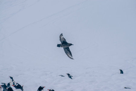 Gentoo penguin flying on the snow in winter, Icelandの写真素材