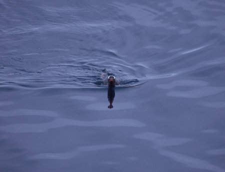 Puffin swimming in the sea. Iceland, Atlantic Ocean.の写真素材