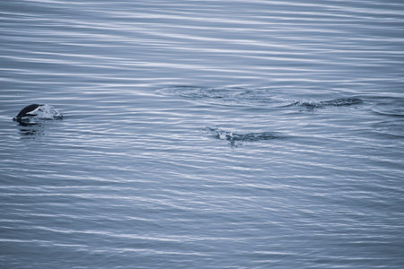 A raft, or large group of Penguins swimming in the southern ocean.の写真素材
