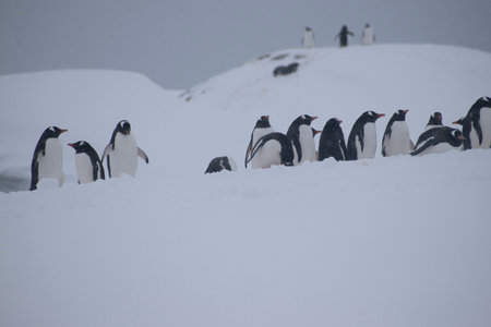 Gentoo Penguins on snow covered Petermann Island in Antarctica.の写真素材
