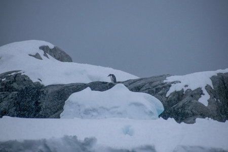 Antarctic penguin in the snow, Antarctic Peninsula, Antarcticaの写真素材