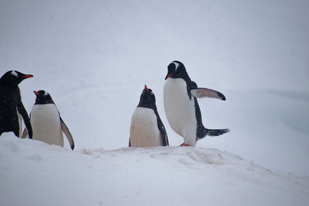 Gentoo Penguins on snow covered Petermann Island in Antarctica.の写真素材