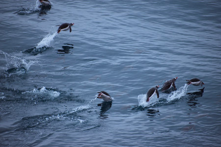 Penguins leaping out of the Antarctic Ocean, with sliver lines in the deep ocean.の写真素材