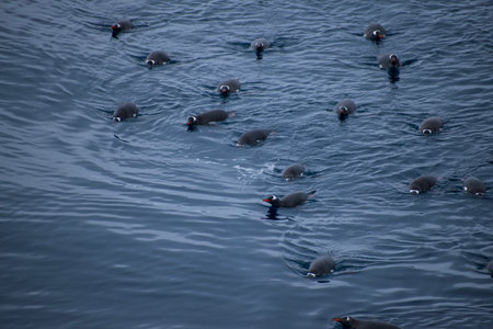 A raft, or large group of Penguins swimming in the southern ocean.の写真素材