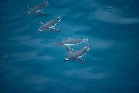 Gentoo Penguins swimming in the Antarctica water.  Close enough to the surface to see their outline.の写真素材