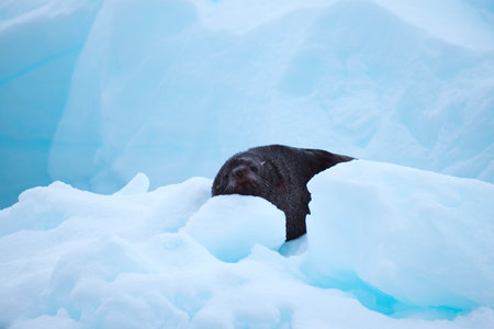 Cute seal cub on ice floe, Antarctic Peninsula, Antarcticaの写真素材