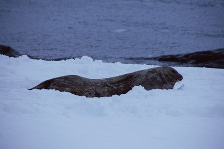 seal on the ice in the antarctica by the oceanの写真素材