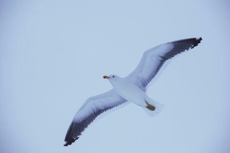 seagull flying in the sky, photo as a background, digital imageの写真素材