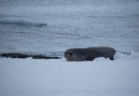 seal on the ice in the antarctica by the oceanの写真素材