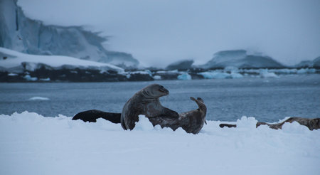 seals on the ice in Antarctica, Antarctic Peninsula, Antarctica wildlifeの写真素材