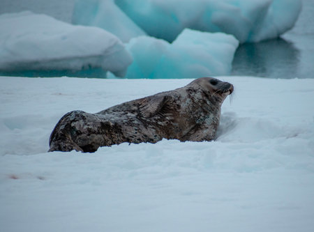 Baby seal on the ice, Antarctic Peninsula, Antarctica. Close up.の写真素材