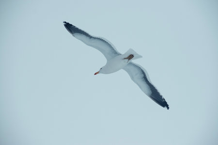 Seagull flying in the sky, closeup of photo.の写真素材