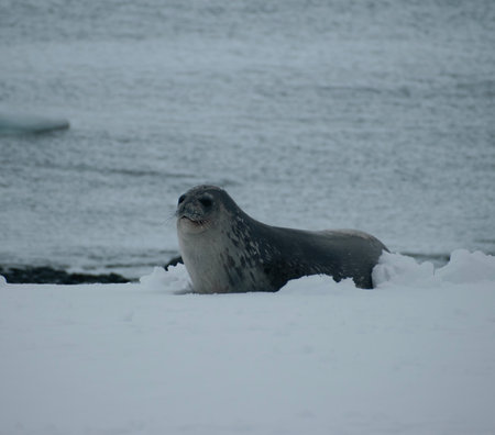 seal on the rock in the antarctica by the oceanの写真素材