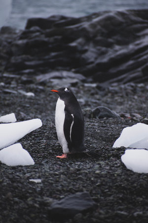 Gentoo penguin on the beach, Antarctic Peninsula, Antarcticaの写真素材