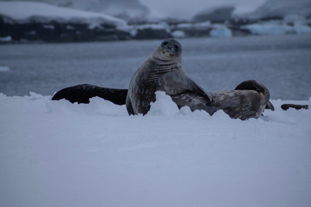 seals on the ice in the antarctica by the oceanの写真素材