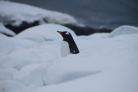 Gentoo penguin (Pygoscelis papua) on the iceの写真素材