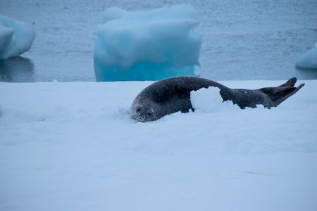 seal on the ice floe in the antarctic seaの写真素材