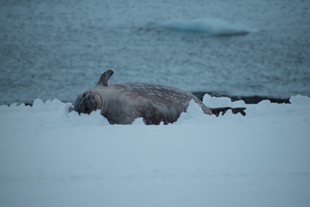 seal lying on ice by the oceanの写真素材