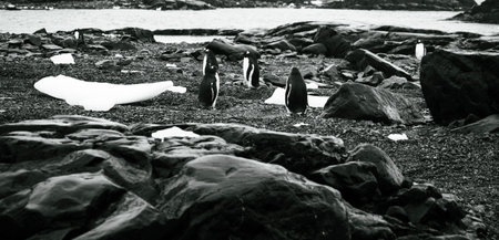 Gentoo penguins on the beach. Black and white.の写真素材