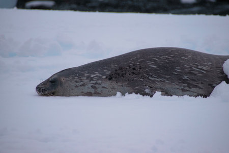 seal on the beach in the antarcticaの写真素材
