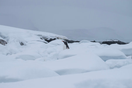 Gentoo penguin in Antarctica, with snow and ice.の写真素材