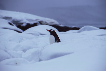Gentoo penguin (Pygoscelis papua) in Antarcticaの写真素材