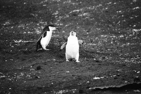 Chinstrap penguins (Pygoscelis chinstrap)の写真素材