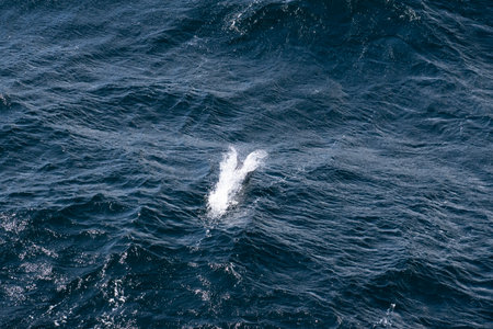 An hourglass dolphin, Lagenorhynchus cruciger, jumping in the boat wake around the Cape Horn of South America.の写真素材