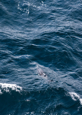 An hourglass dolphin, Lagenorhynchus cruciger, jumping in the boat wake around the Cape Horn of South America.の写真素材