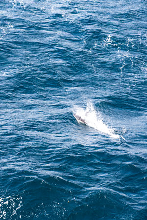 An hourglass dolphin, Lagenorhynchus cruciger, jumping in the boat wake around the Cape Horn of South America.の写真素材