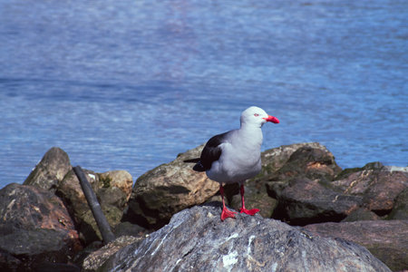 A seagull standing on a rock by the sea looking for foodの写真素材