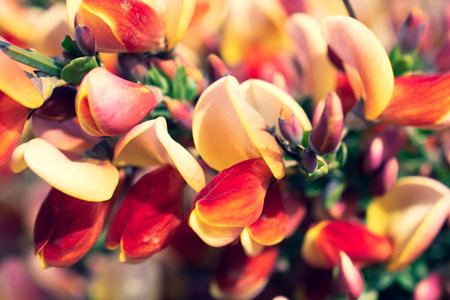 Vibrant Scotch Broom Plants in Bloom in Ushuaia, Argentina. In full bloom with rich hues of yellow and red.の写真素材