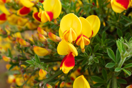 Vibrant Scotch Broom Plants in Bloom in Ushuaia, Argentina. In full bloom with rich hues of yellow and red.の写真素材