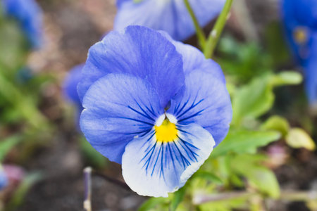 Beautiful blue pansy flowers in the garden. Nature background.の写真素材