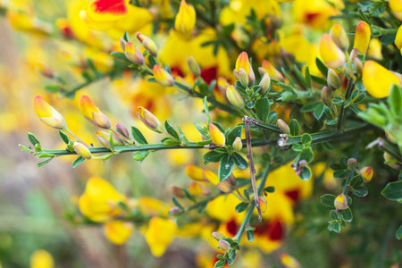 Vibrant Scotch Broom Plants in Bloom in Ushuaia, Argentina. In full bloom with rich hues of yellow and red.の写真素材