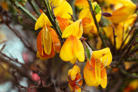 Vibrant Scotch Broom Plants in Bloom in Ushuaia, Argentina. In full bloom with rich hues of yellow and red.の写真素材