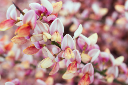 Pretty Pink Scotch Broom Plants in Bloom in Ushuaia, Argentina. In full bloom on an early spring day.の写真素材