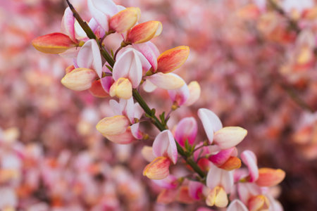Pretty Pink Scotch Broom Plants in Bloom in Ushuaia, Argentina. In full bloom on an early spring day.の写真素材