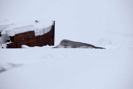 seal in Antarcticaの写真素材