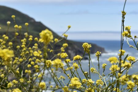 Big Sur Flowersの写真素材