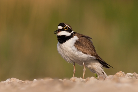 Charadrius dubius little-ringed plover. Little bird on riverside in sunset. Cute little water bird.の写真素材