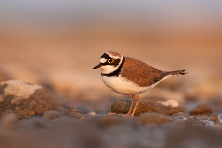 Little ringed plover during sunset with beautiful warm orange background, Charadrius dubius, little...