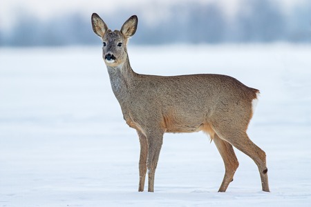 Roe deer Capreolus capreolus in winter. Young male deer buck in cold snow.の写真素材