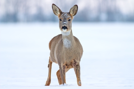 Roe deer Capreolus capreolus in winter. Roe deer with snowy background. Wild animal with snowy trees on background.の写真素材