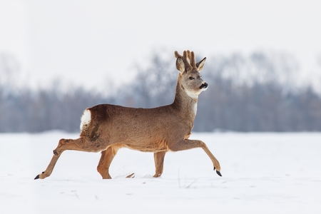 Roe deer Capreolus capreolus in winter. Roe deer with snowy background. Wild animal walking in snow.の写真素材