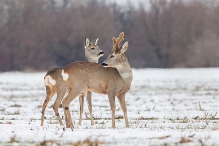 Roe deer Capreolus capreolus in winter. Roe deer buck with antlers covered in velvet. Wild animal male and female cute interaction.の写真素材