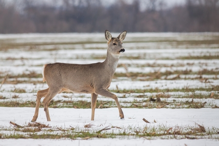Roe deer Capreolus capreolus in winter. Roe deer doe walking on melting snow. Wild animal in natural habitat.の写真素材