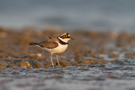 Little ringed plover, Charadrius dubius. in summer. Wild small water bird on stones.の写真素材