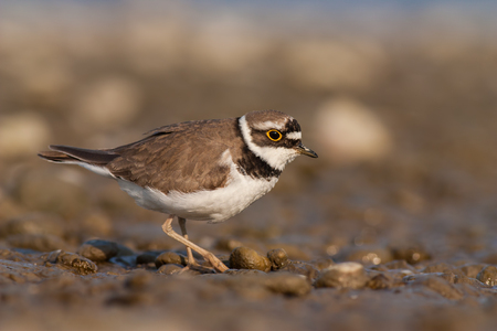 Little ringed plover, Charadrius dubius. in summer. Wild small water bird on stones.の写真素材